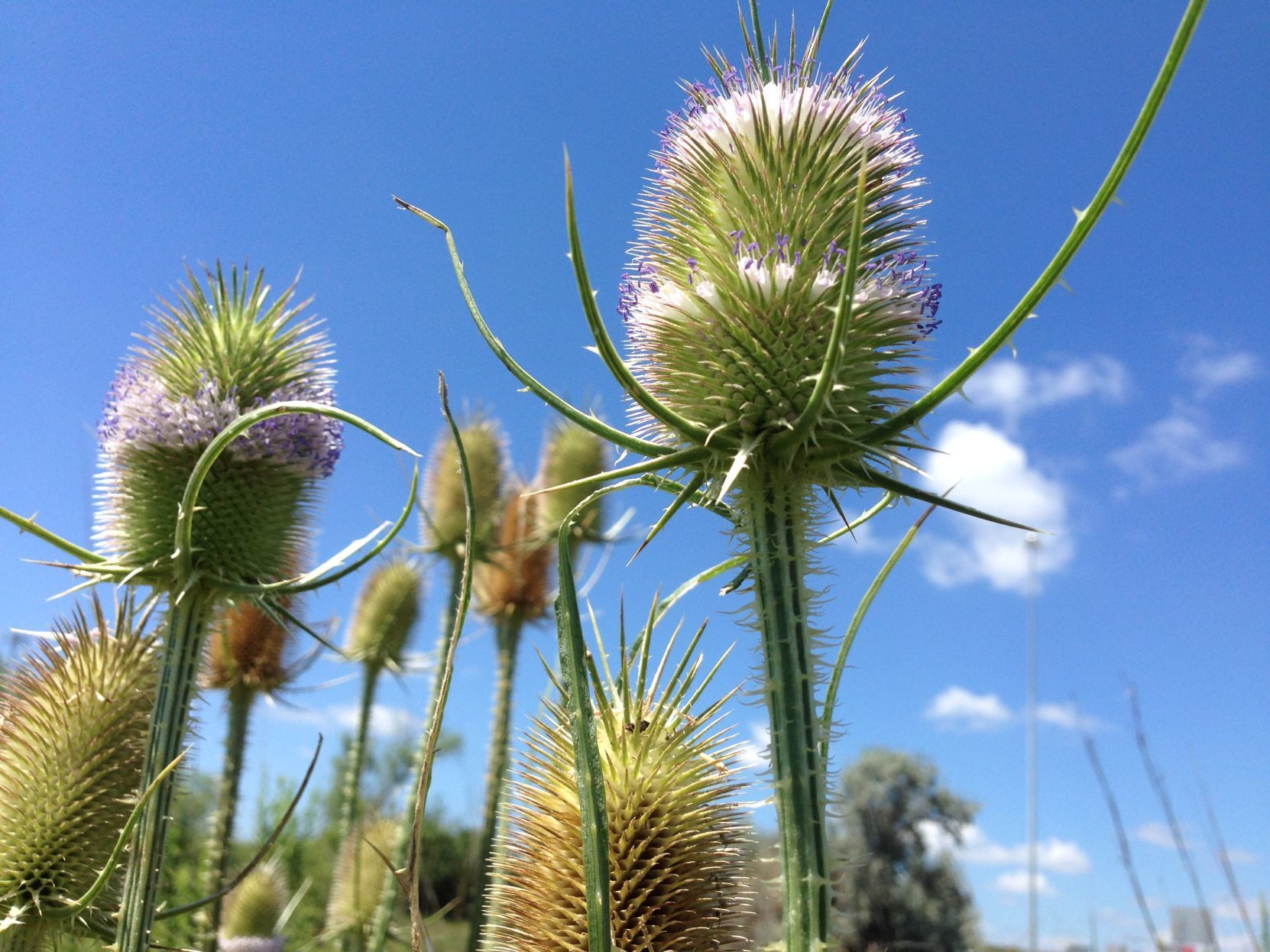 Common teasel